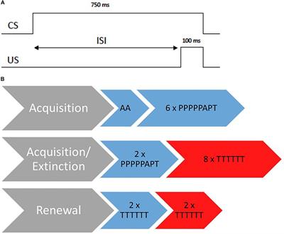 A New 3-Day Standardized Eyeblink Conditioning Protocol to Assess Extinction Learning From Infancy to Adulthood